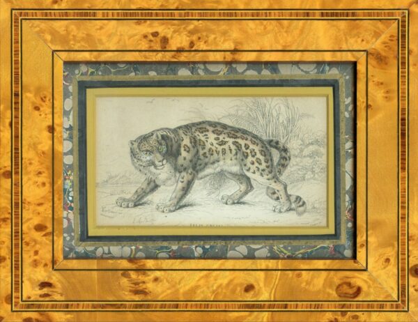 Prints of a Lion and a Leopard Antique Prints 4