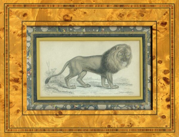 Prints of a Lion and a Leopard Antique Prints 3