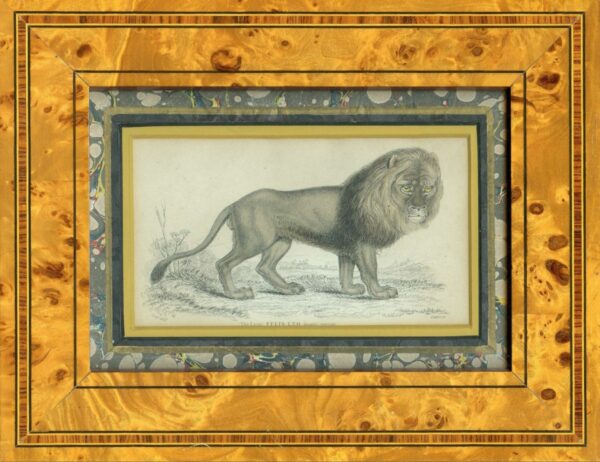 Prints of a Lion and a Leopard