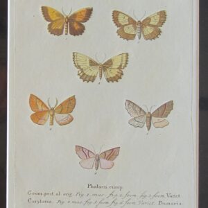 A charming print of butterflies by Esper. antique prints Antique Prints