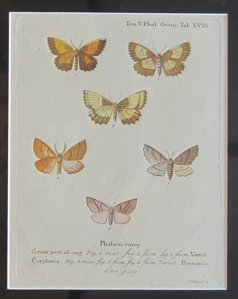 A charming print of butterflies by Esper. antique prints Antique Prints A charming print of butterflies by Esper.