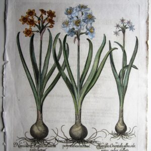 A beautiful 18th century antique engraving of Daffodils. antique prints Antique Prints