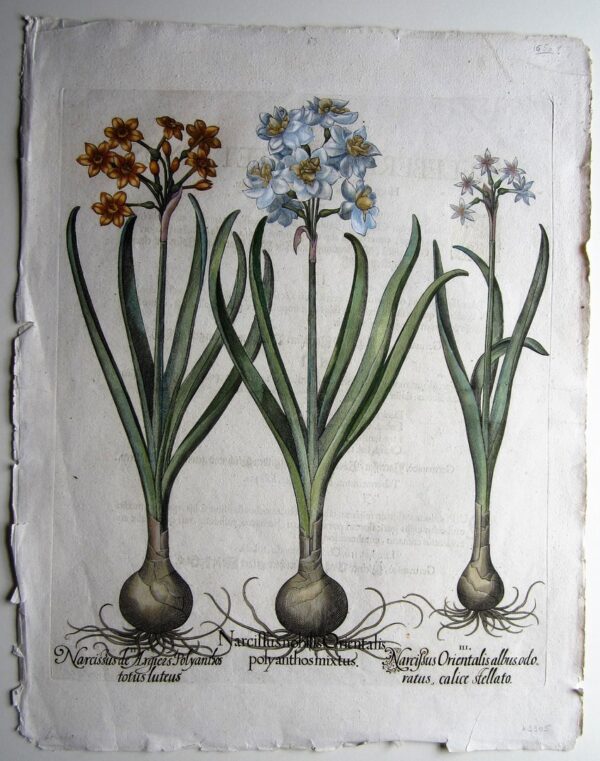 A beautiful 18th century antique engraving of Daffodils.