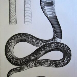 An extraordinary engraving of a snake from Description de l’Egypte. antique prints Antique Prints