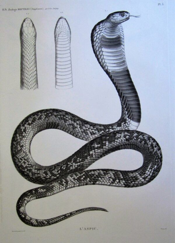 An extraordinary engraving of a snake from Description de l’Egypte. antique prints Antique Prints 3