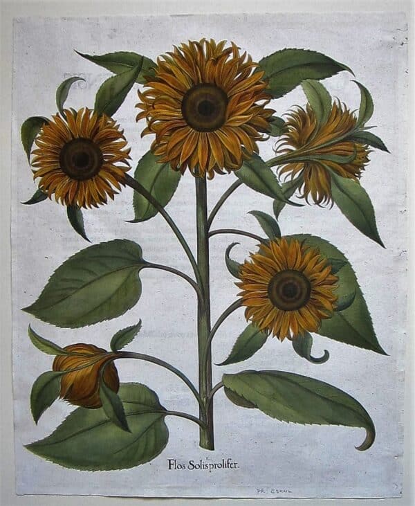 One of the most spectacular 18th century flower prints! antique prints Antique Prints 3