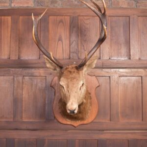 Edwardian Taxidermy Mounted Stags Head SAI2187 Antique Furniture