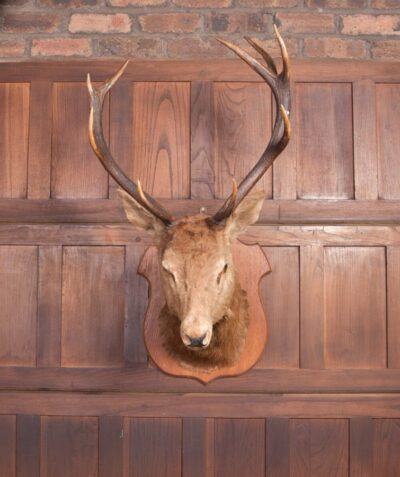 Edwardian Taxidermy Mounted Stags Head SAI2187