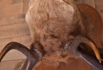 Edwardian Taxidermy Mounted Stags Head SAI2187 - Image 12