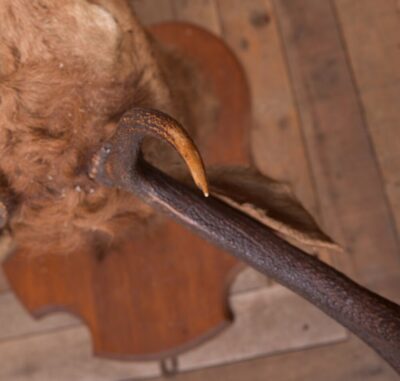 Edwardian Taxidermy Mounted Stags Head SAI2187 - Image 11