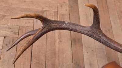 Edwardian Taxidermy Mounted Stags Head SAI2187 - Image 10