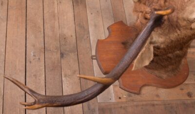 Edwardian Taxidermy Mounted Stags Head SAI2187 - Image 9