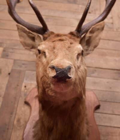 Edwardian Taxidermy Mounted Stags Head SAI2187 - Image 8