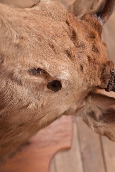 Edwardian Taxidermy Mounted Stags Head SAI2187 - Image 6