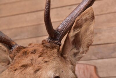 Edwardian Taxidermy Mounted Stags Head SAI2187 - Image 5