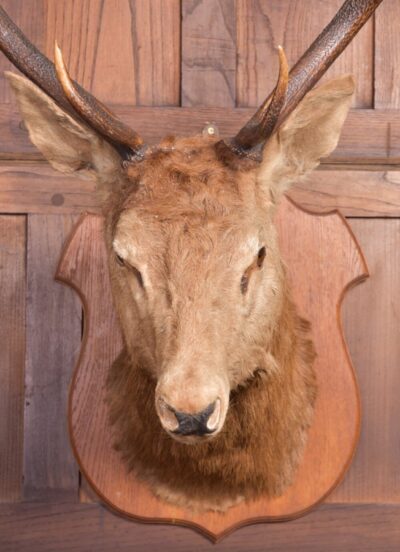Edwardian Taxidermy Mounted Stags Head SAI2187 Antique Furniture 5