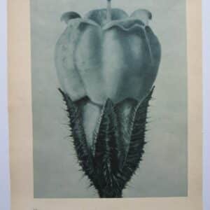 Photograph – Seed Capsules Antique prints, vintage photography, photographs, botanical, blossfeldt Antique Prints