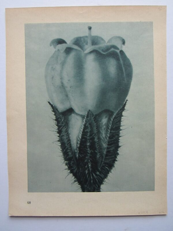 Photograph – Seed Capsules Antique prints, vintage photography, photographs, botanical, blossfeldt Antique Prints 3