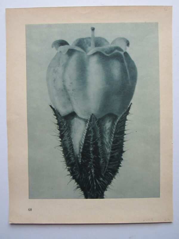 Photograph - Seed Capsules
