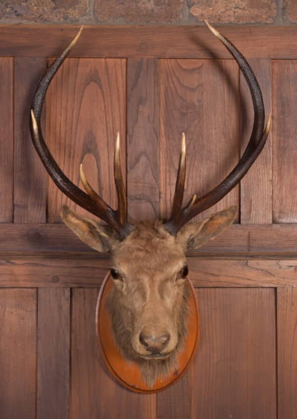 Victorian Taxidermy Stag SAI2384