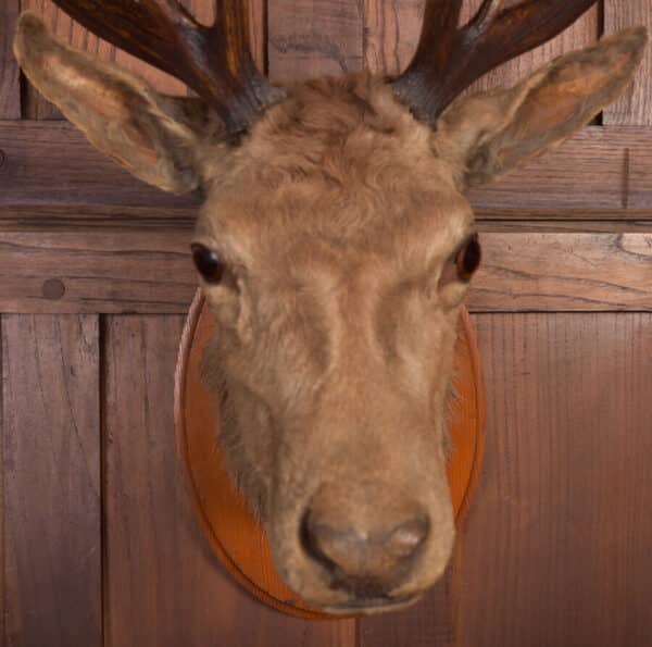 Victorian Taxidermy Stag SAI2384 - Image 2