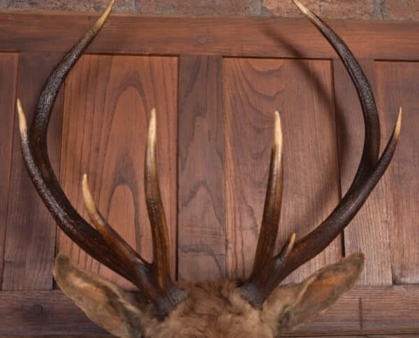 Victorian Taxidermy Stag SAI2384 - Image 3