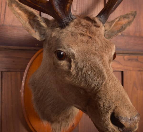Victorian Taxidermy Stag SAI2384 - Image 4