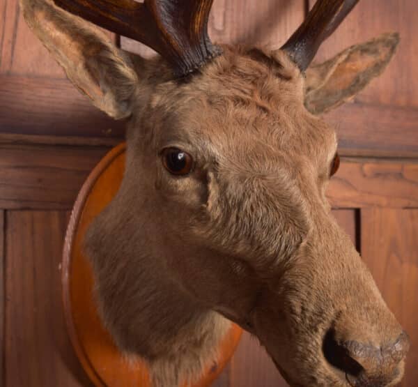 Victorian Taxidermy Stag SAI2384 Miscellaneous 6