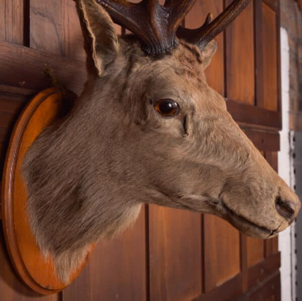 Victorian Taxidermy Stag SAI2384 - Image 5