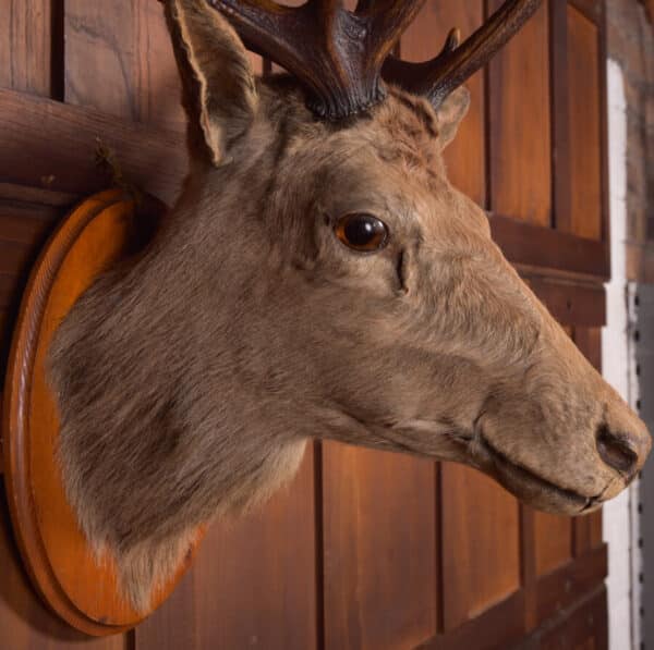 Victorian Taxidermy Stag SAI2384 Miscellaneous 7