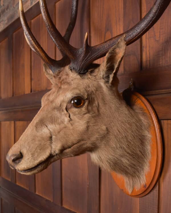 Victorian Taxidermy Stag SAI2384 - Image 6