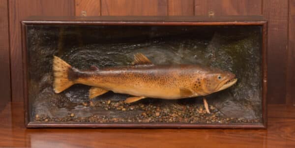 Taxidermy Brown Trout SAI2416 - Image 4