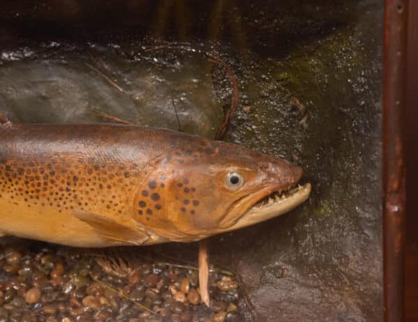 Taxidermy Brown Trout SAI2416 - Image 3