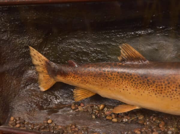 Taxidermy Brown Trout SAI2416 - Image 2