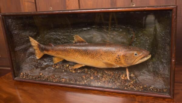 Taxidermy Brown Trout SAI2416