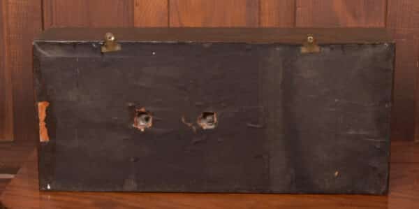 Taxidermy Brown Trout SAI2416 - Image 5