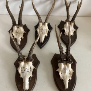 Mini Antler Horns Mounted on Shields Set of Five Antlers Antique Collectibles