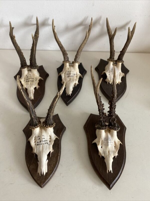 Mini Antler Horns Mounted on Shields Set of Five Antlers Antique Collectibles 3