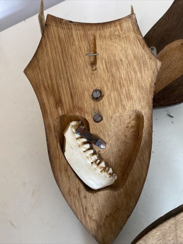 Mini Antler Horns Mounted on Shields Set of Five - Image 10