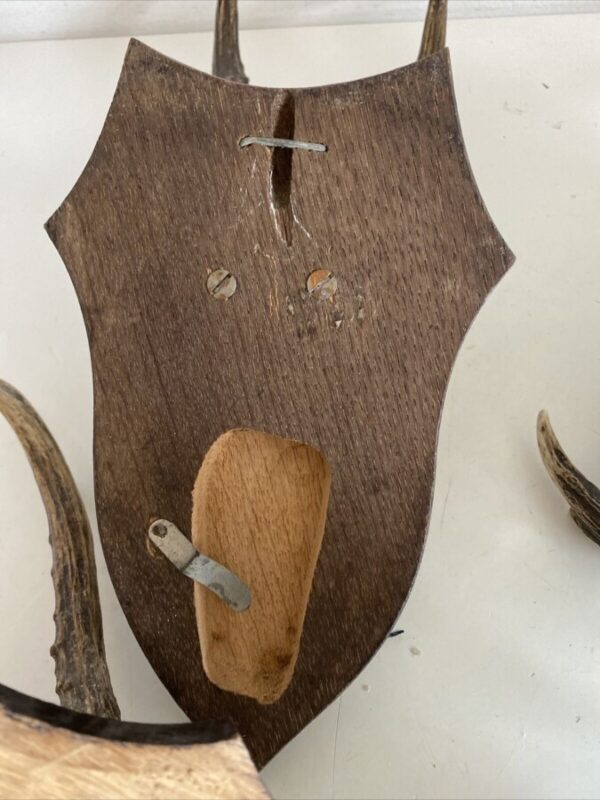 Mini Antler Horns Mounted on Shields Set of Five - Image 11