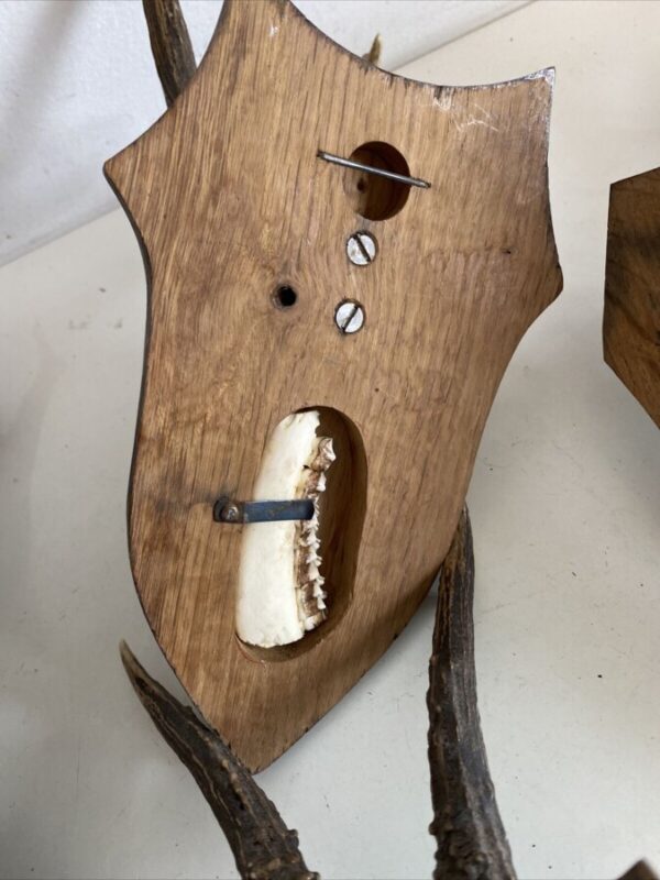 Mini Antler Horns Mounted on Shields Set of Five - Image 12