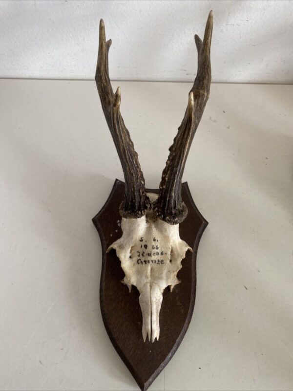 Mini Antler Horns Mounted on Shields Set of Five Antlers Antique Collectibles 4