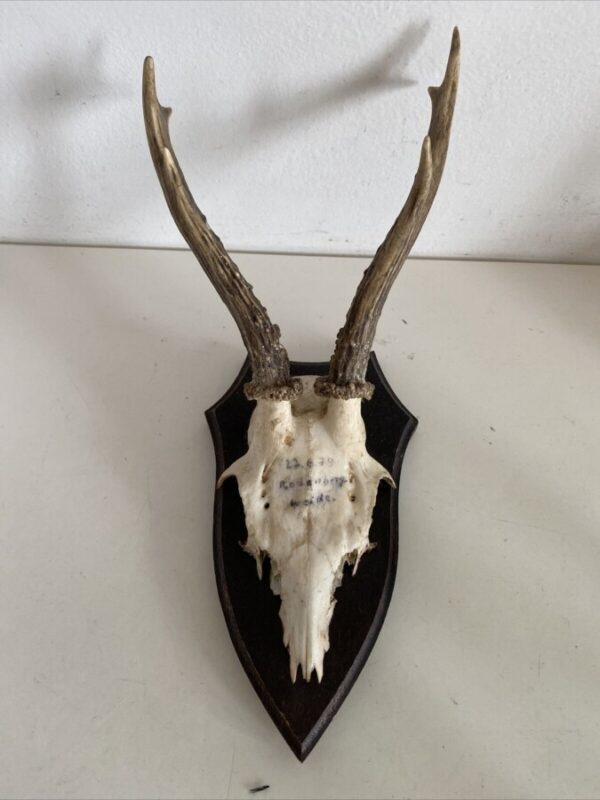 Mini Antler Horns Mounted on Shields Set of Five Antlers Antique Collectibles 5