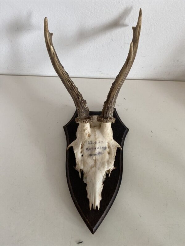 Mini Antler Horns Mounted on Shields Set of Five - Image 3