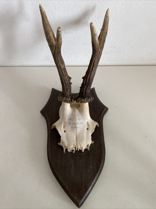 Mini Antler Horns Mounted on Shields Set of Five Antlers Antique Collectibles 6