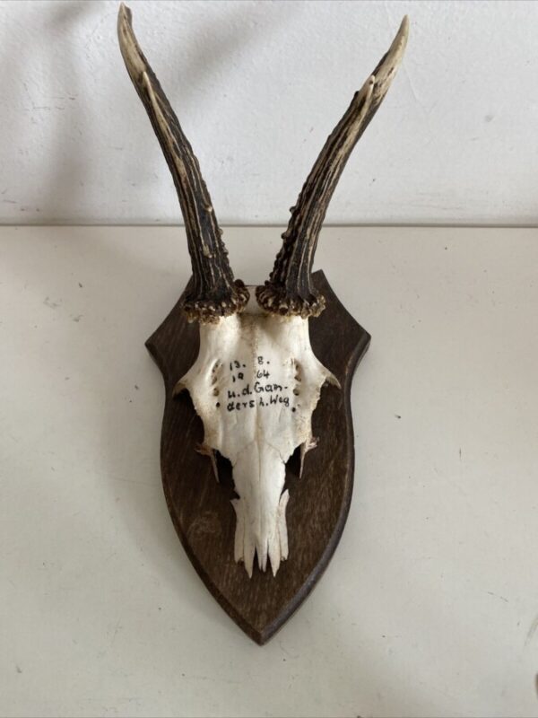 Mini Antler Horns Mounted on Shields Set of Five Antlers Antique Collectibles 7