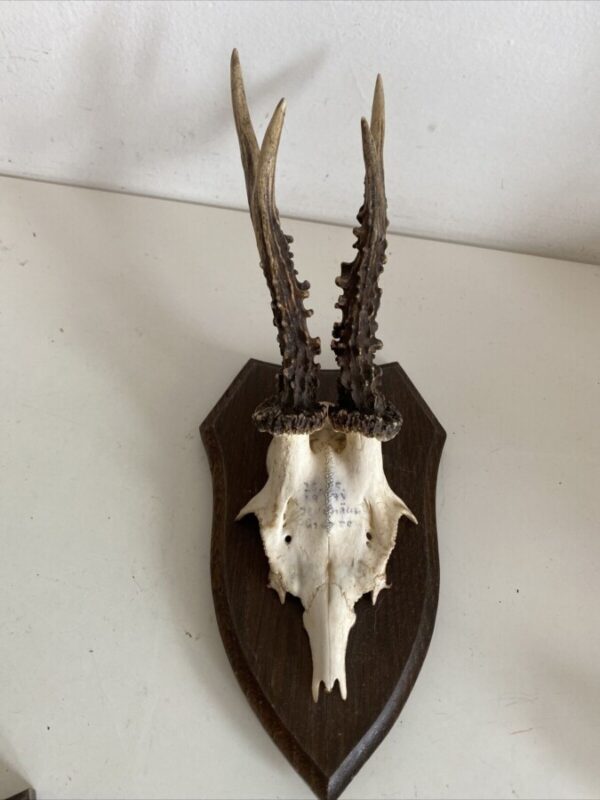 Mini Antler Horns Mounted on Shields Set of Five - Image 6