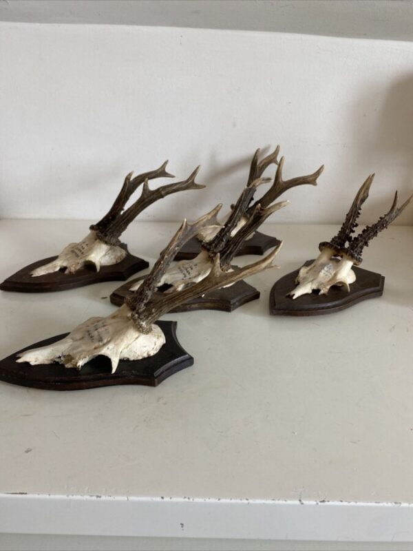 Mini Antler Horns Mounted on Shields Set of Five Antlers Antique Collectibles 9