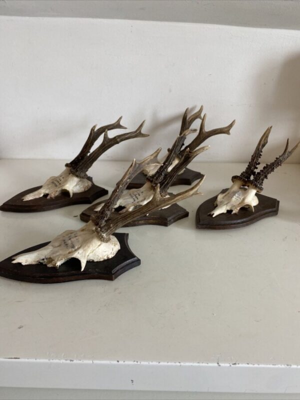 Mini Antler Horns Mounted on Shields Set of Five - Image 7