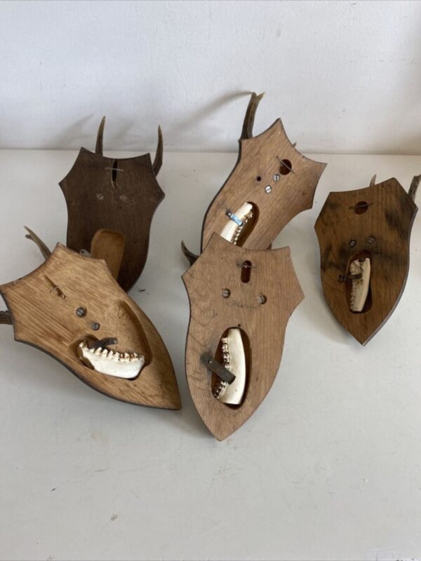 Mini Antler Horns Mounted on Shields Set of Five - Image 8